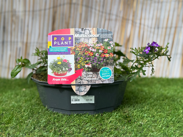 Multicolour - Pop Plant Basket