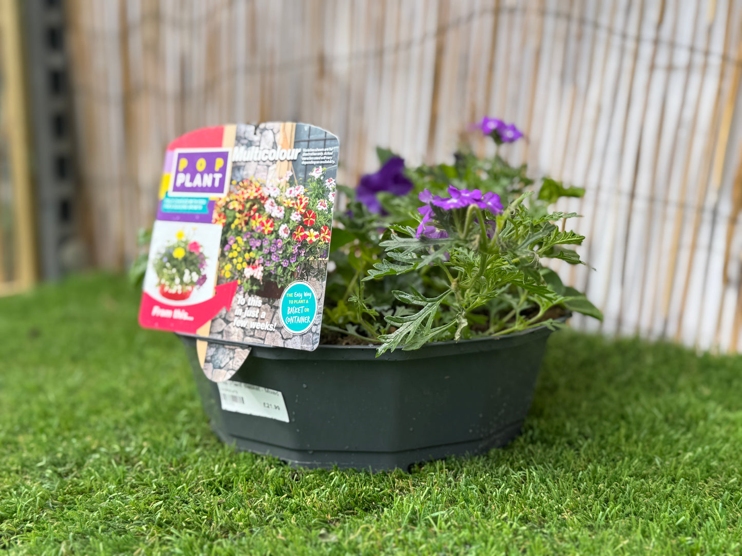 Multicolour - Pop Plant Basket