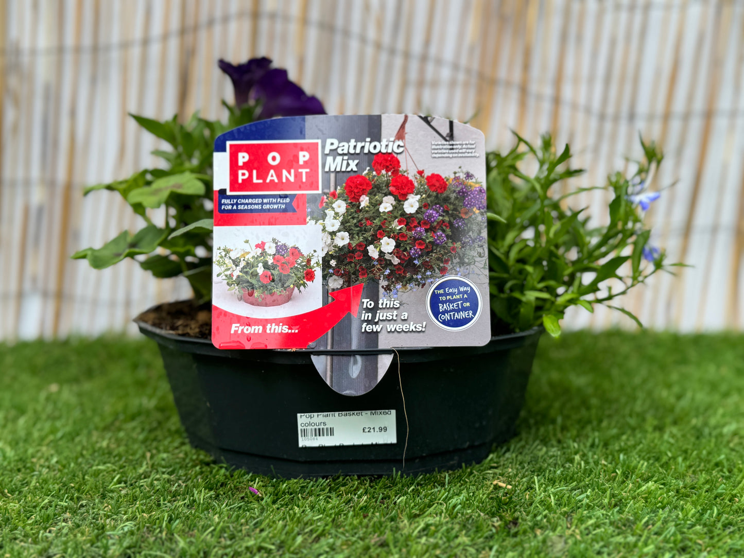 Berry Swirl  - Pop Plant Basket