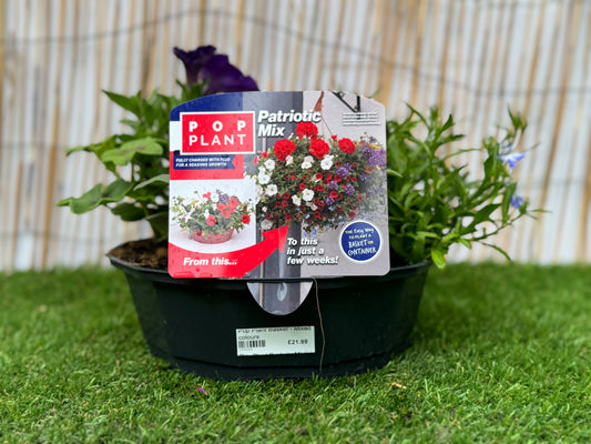 Berry Swirl  - Pop Plant Basket