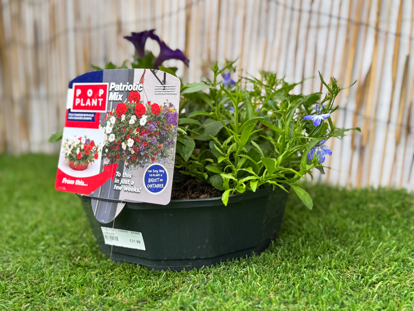 Berry Swirl  - Pop Plant Basket