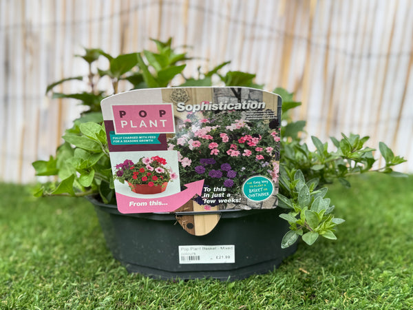Sophistication - Pop Plant Basket