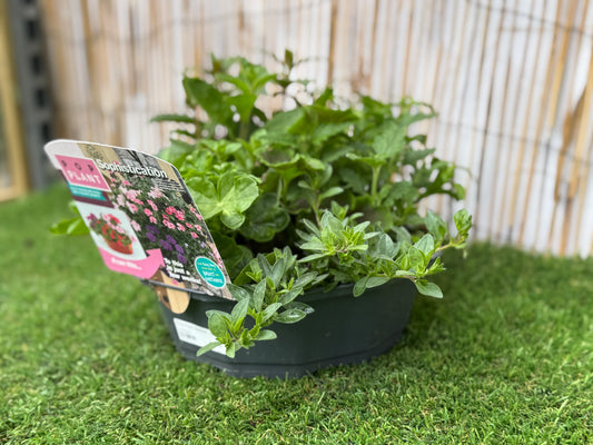 Sophistication - Pop Plant Basket