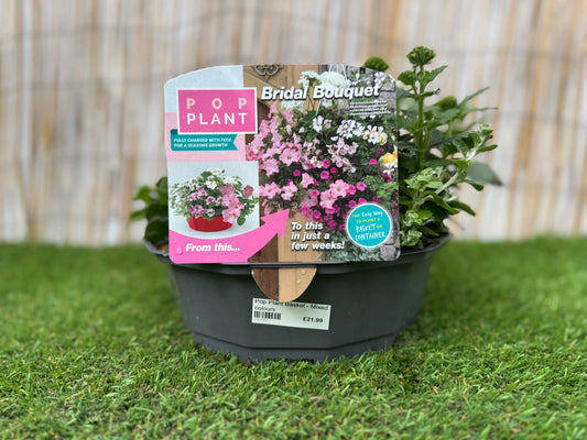 Bridal Bouquet - Pop Plant Basket