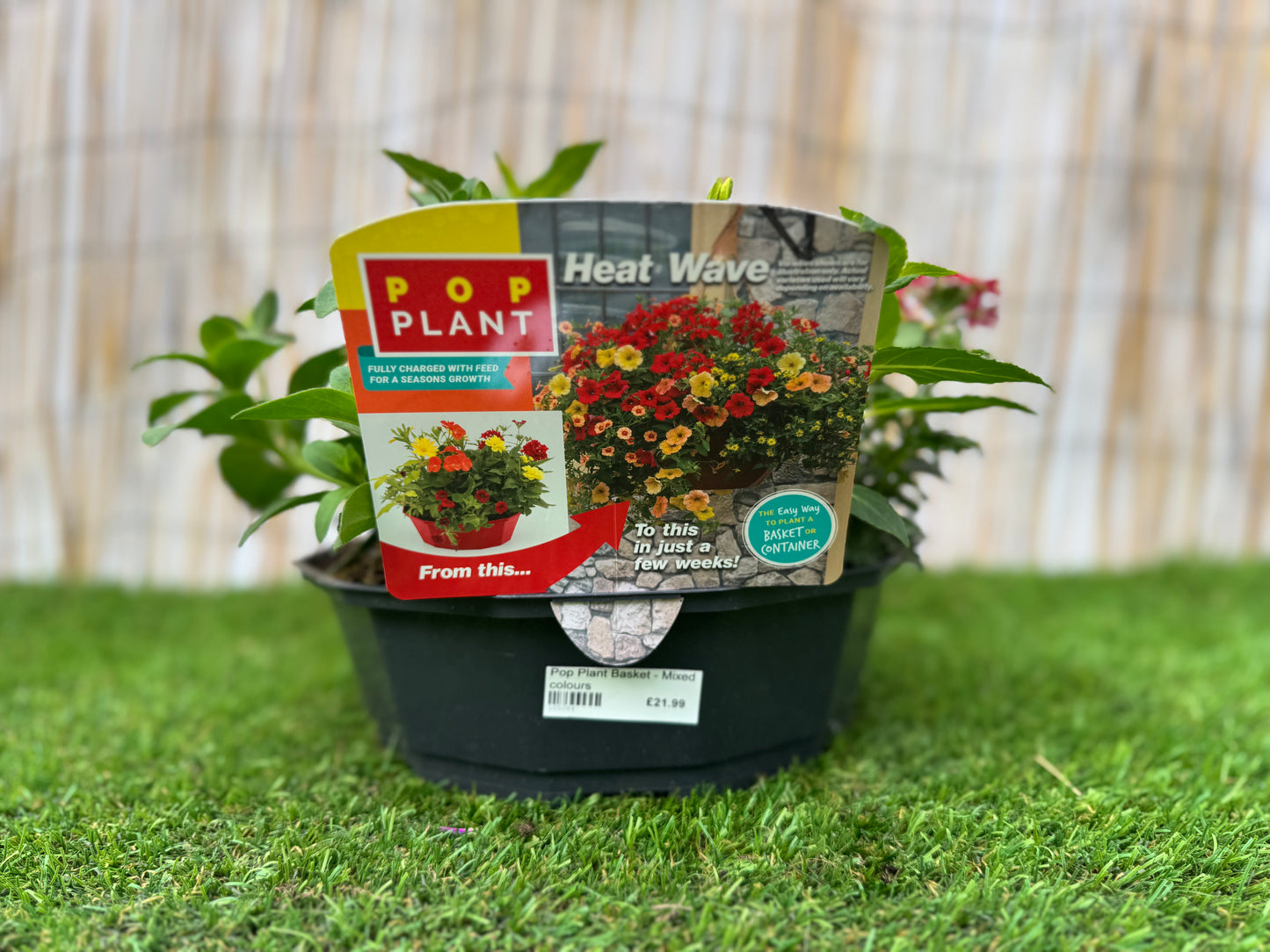 Heat wave - Pop Plant Basket