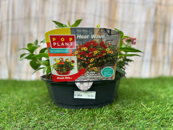 Heat wave - Pop Plant Basket