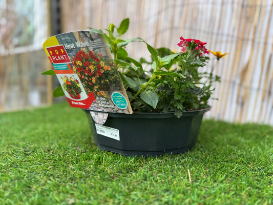 Heat wave - Pop Plant Basket
