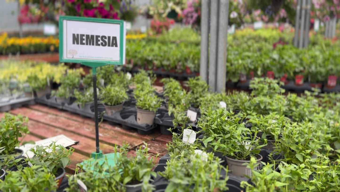 Silica Selections - Basket Plants Collection