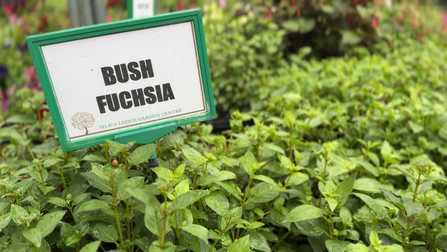 Silica Selections - Basket Plants Collection