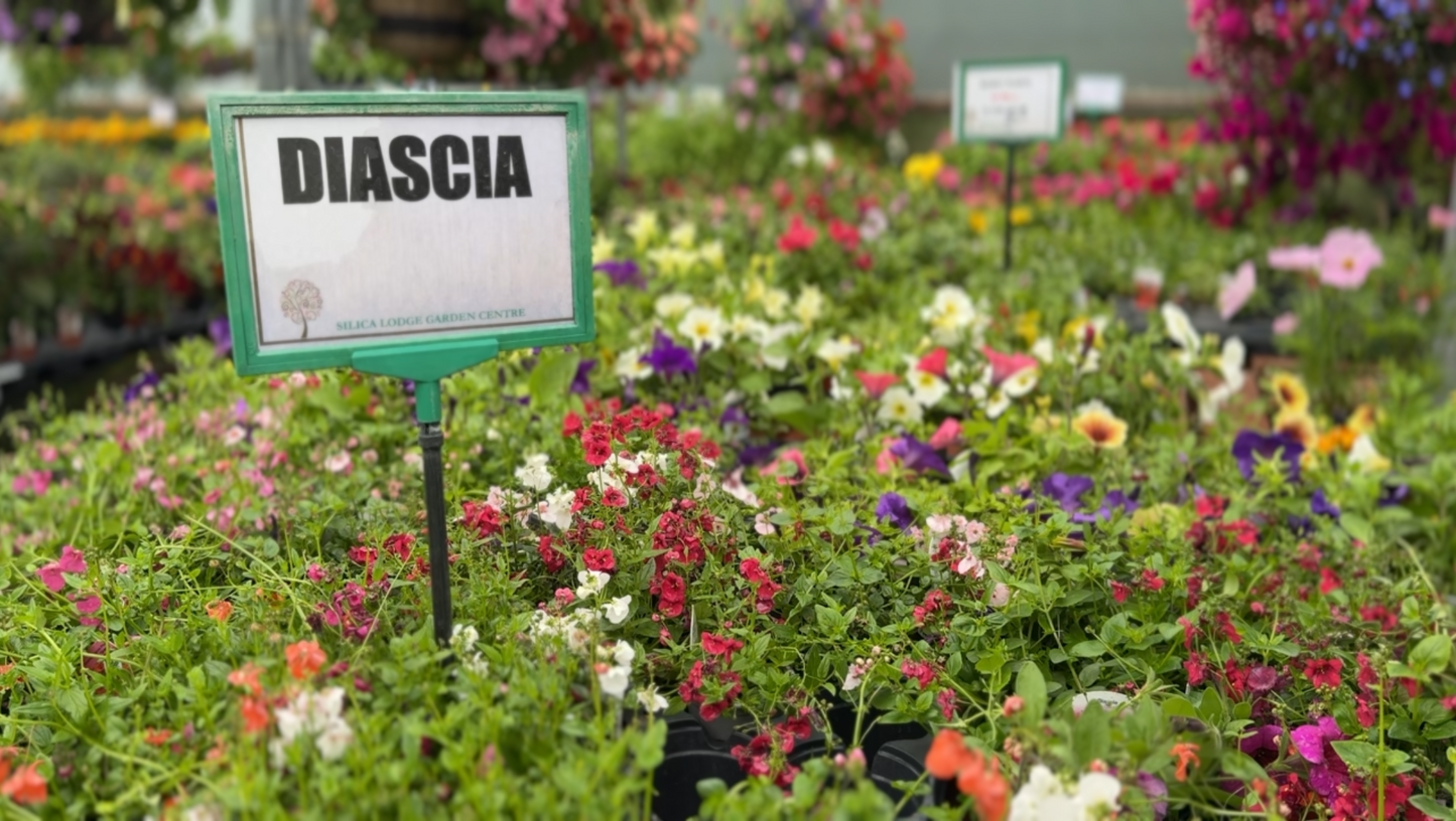 Silica Selections - Basket Plants Collection