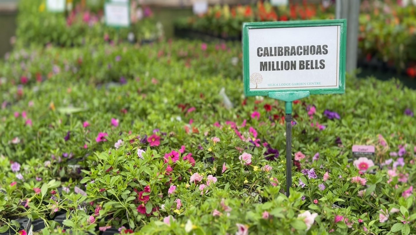 Silica Selections - Basket Plants Collection