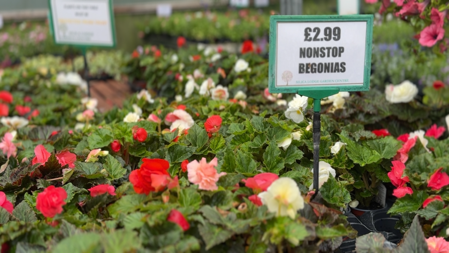 Silica Selections - Basket Plants Collection