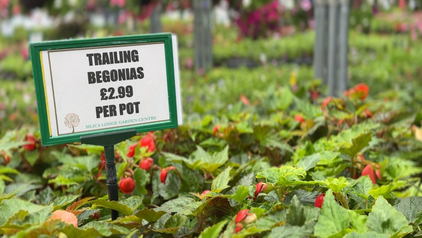 Silica Selections - Basket Plants Collection