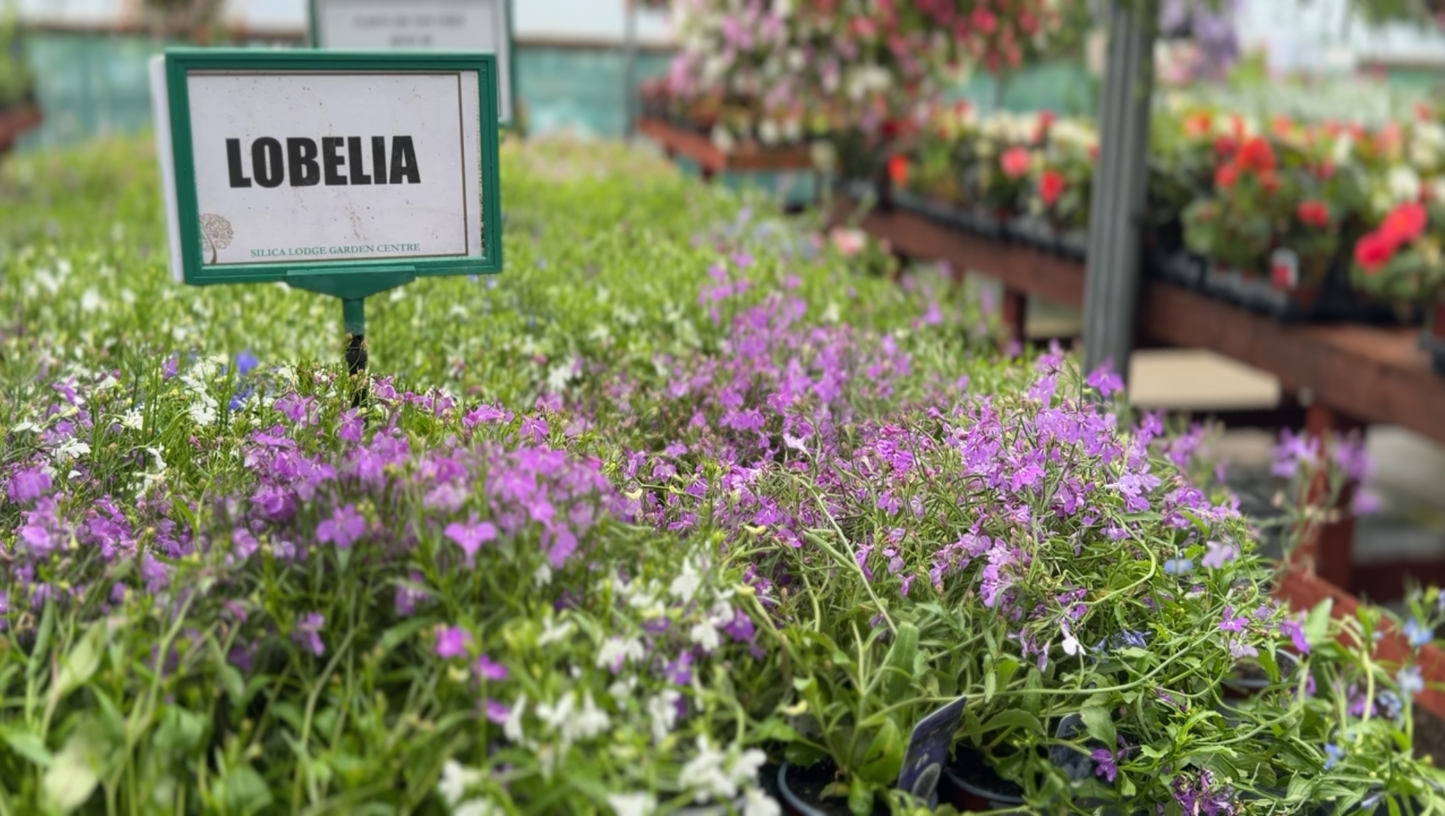 Silica Selections - Basket Plants Collection