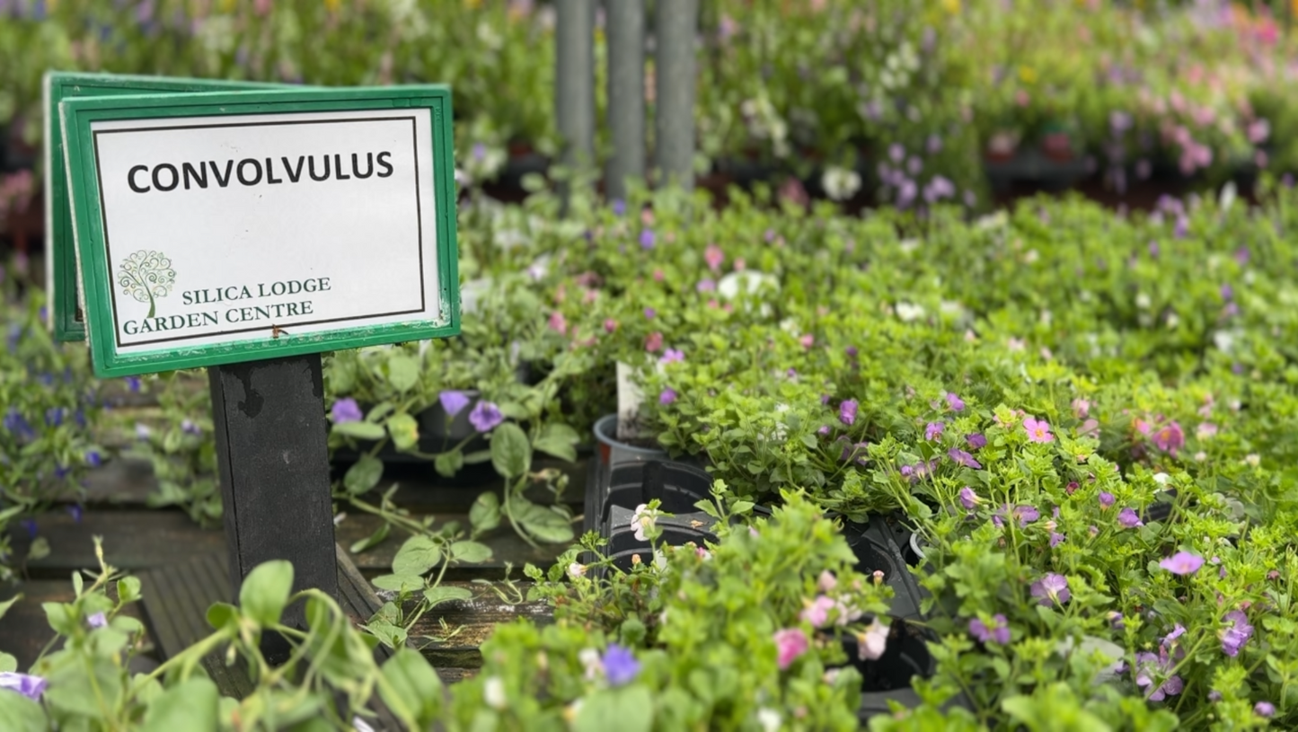 Silica Selections - Basket Plants Collection