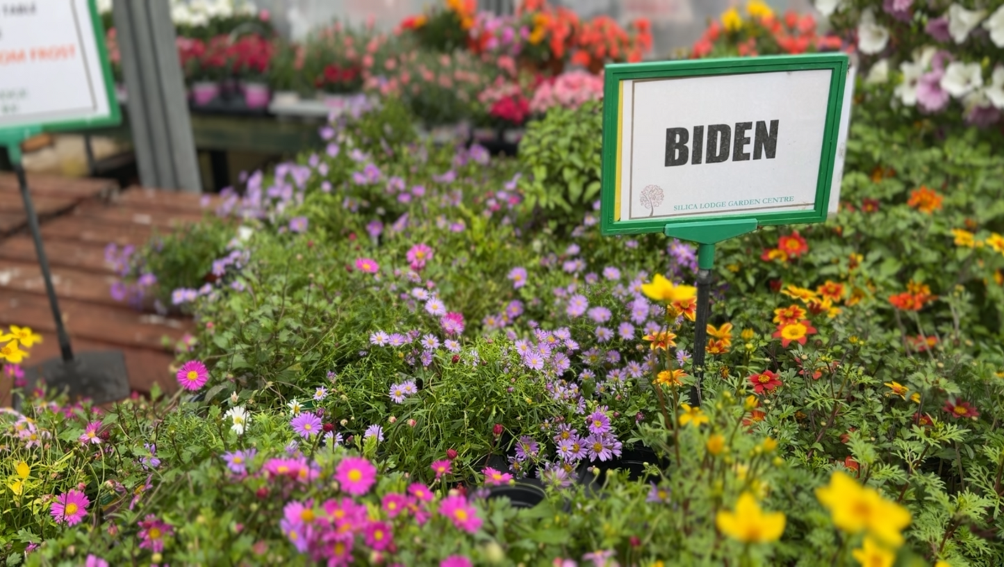 Silica Selections - Basket Plants Collection