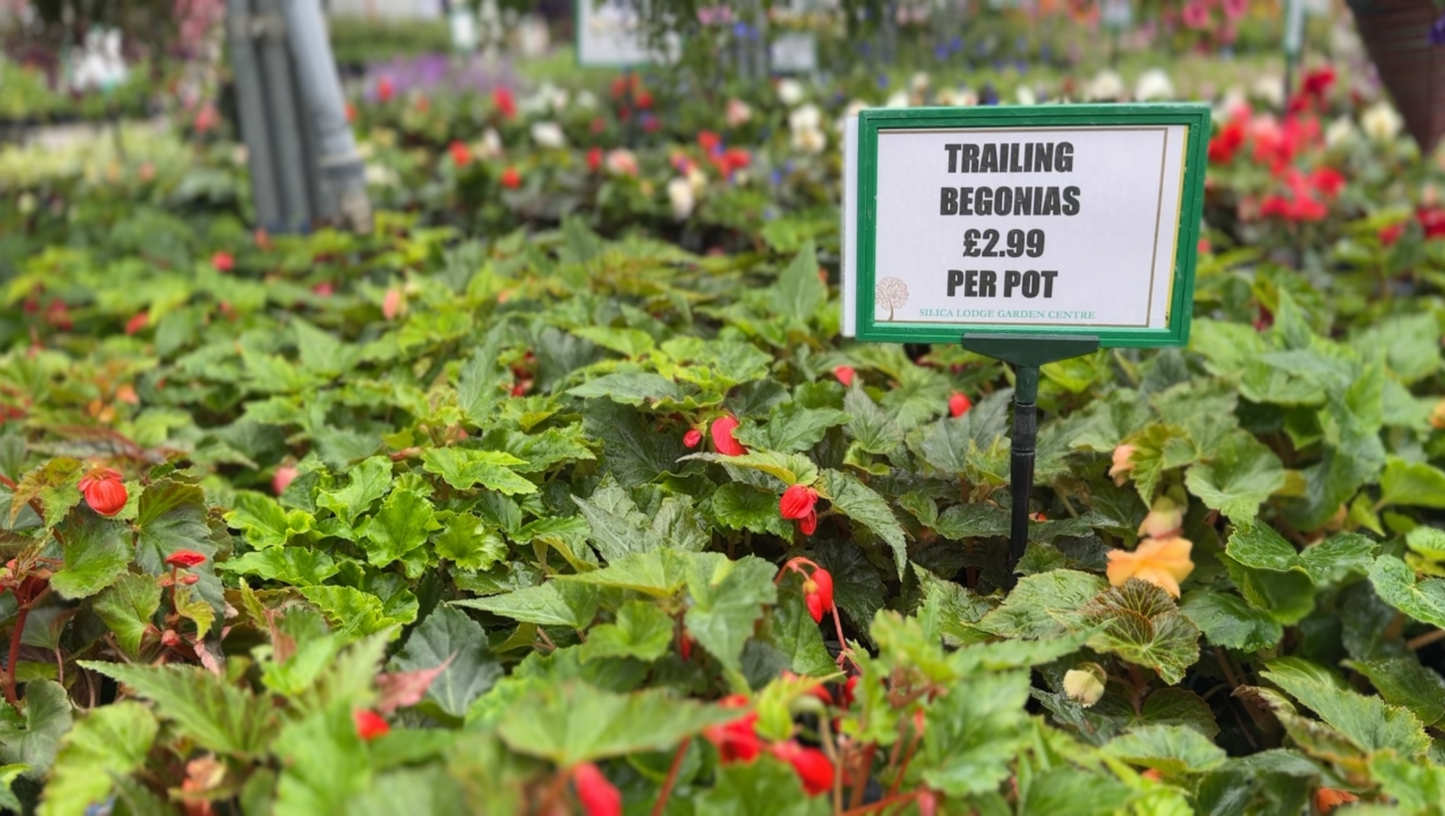 Silica Selections - Basket Plants Collection
