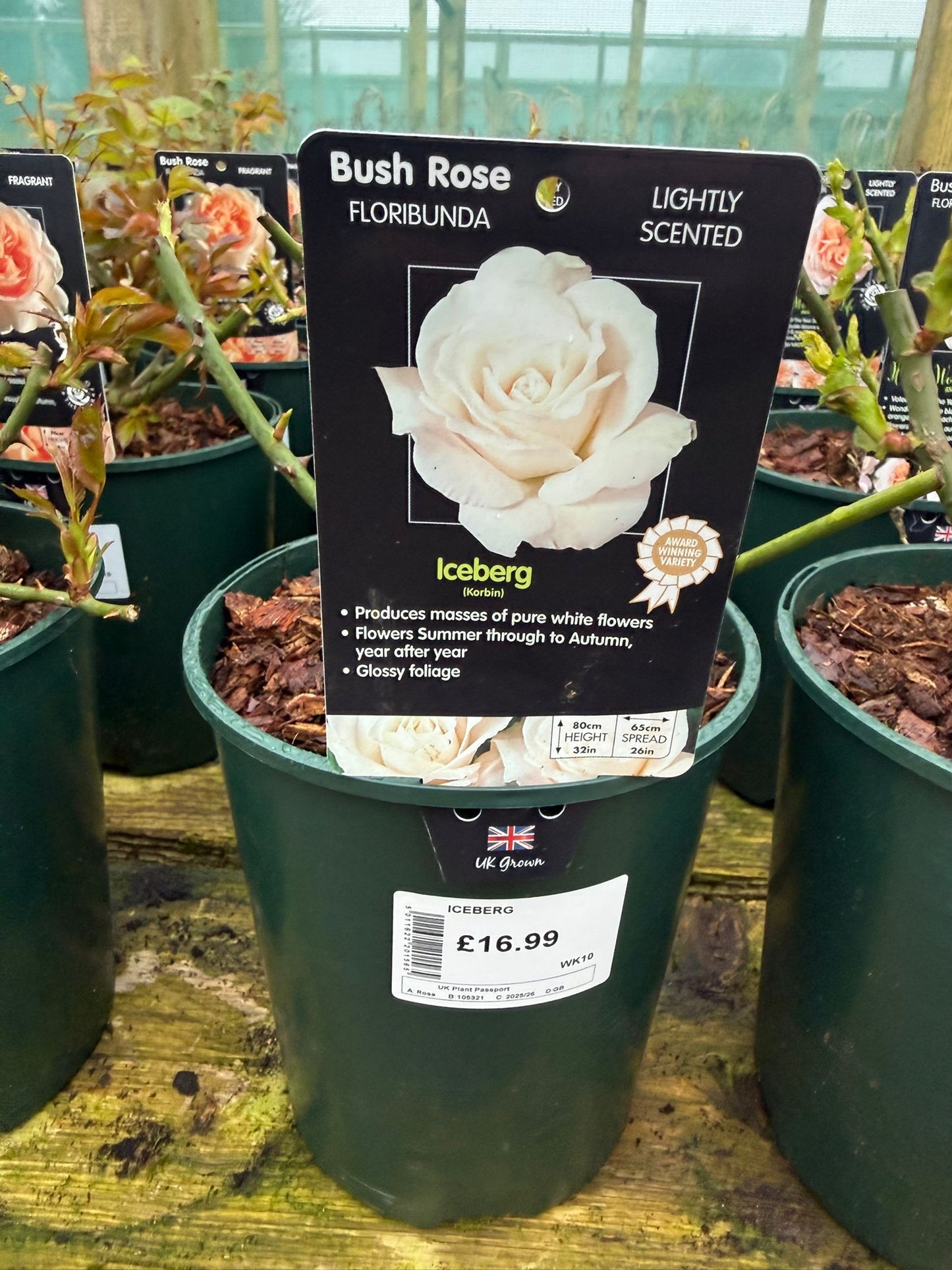 Bush Rose - Iceberg