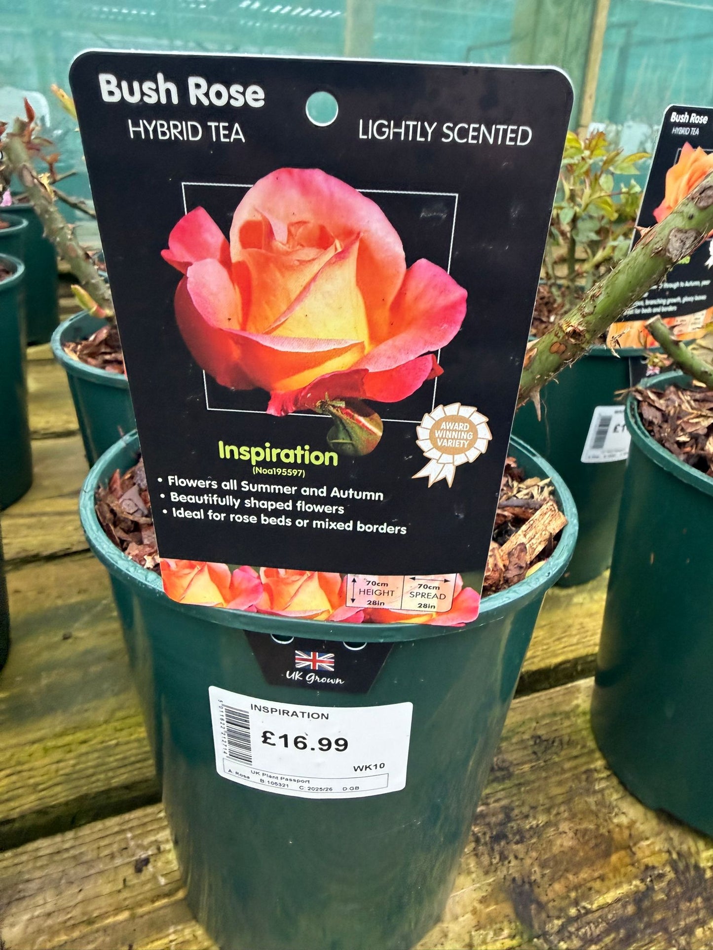Bush Rose - Inspiration