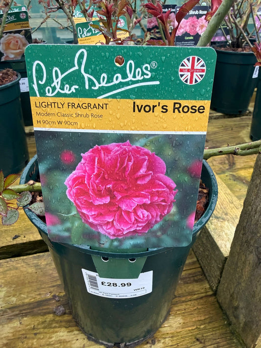 Shrub Rose - Ivor's Rose