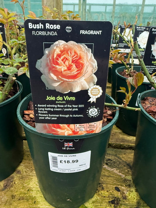 Bush Rose - Joie de Vivre