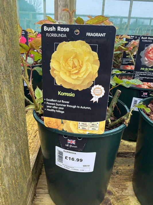Bush Rose - Korresia