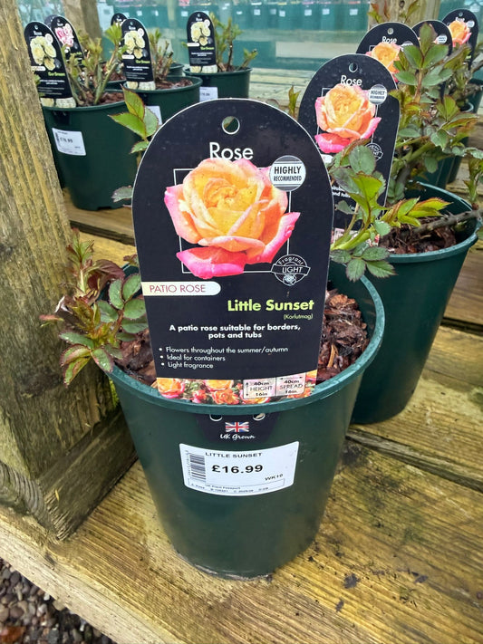 Patio Rose - Little Sunset