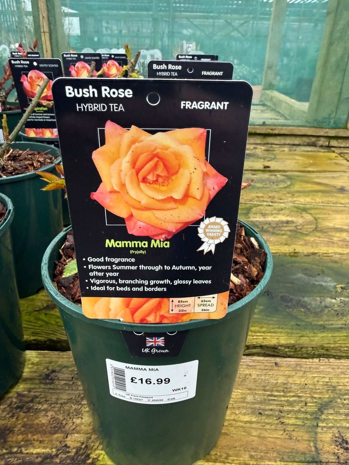 Bush Rose - Mamma Mia