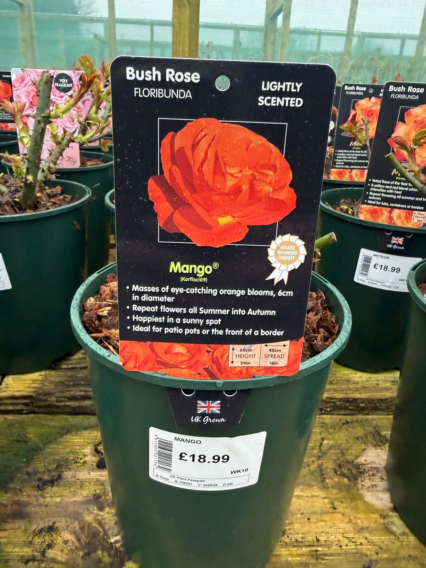 Bush Rose - Mango