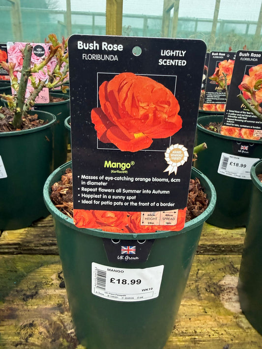 Bush Rose - Mango