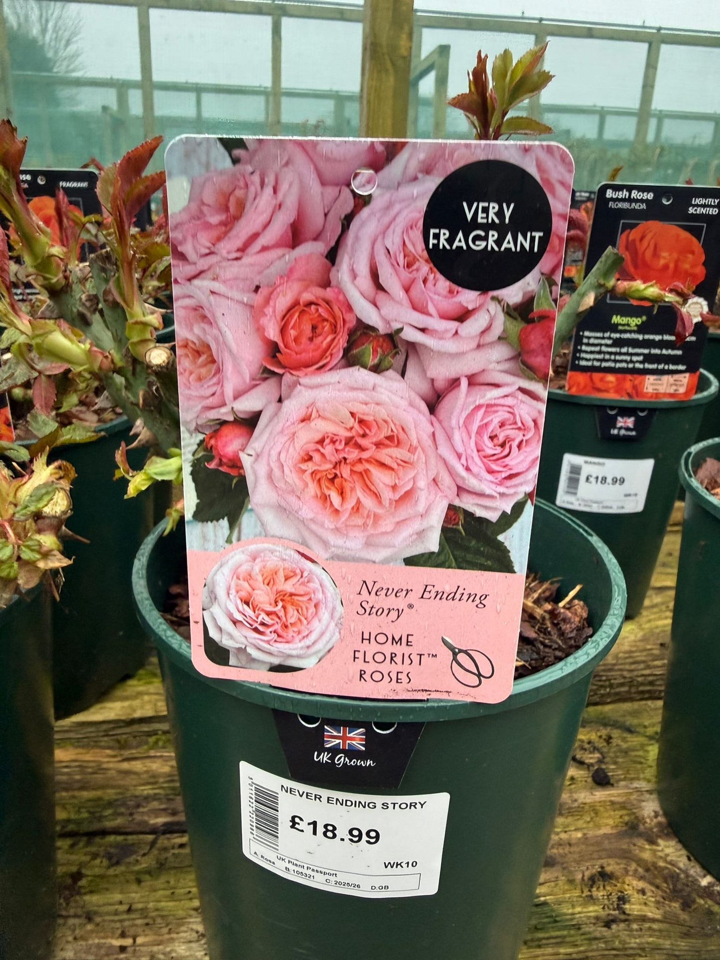Bush Rose - Never Ending Story