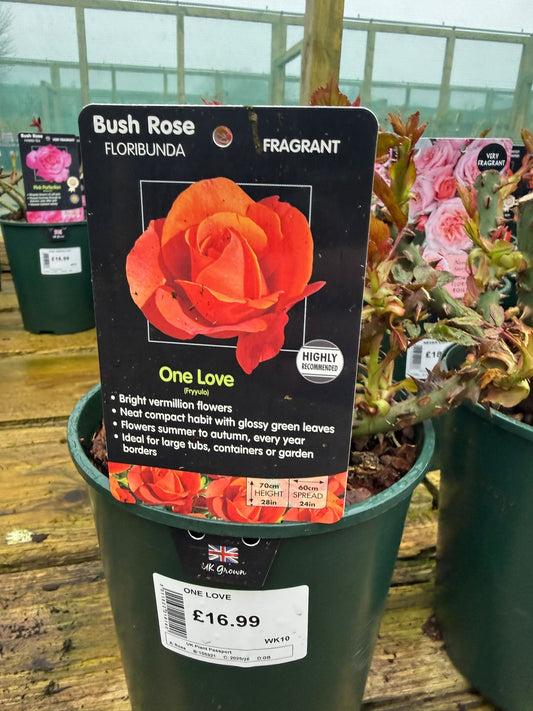 Bush Rose - One Love