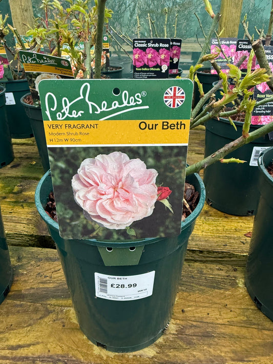 Shrub Rose - Our Beth