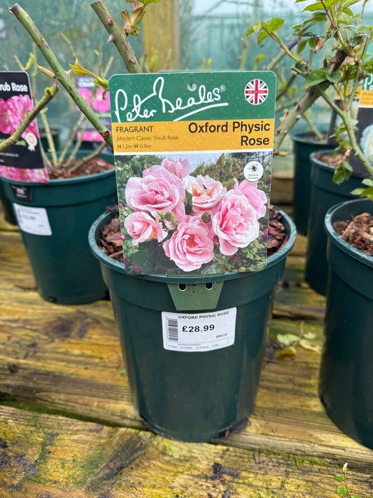 Shrub Rose - Oxford Physic Rose