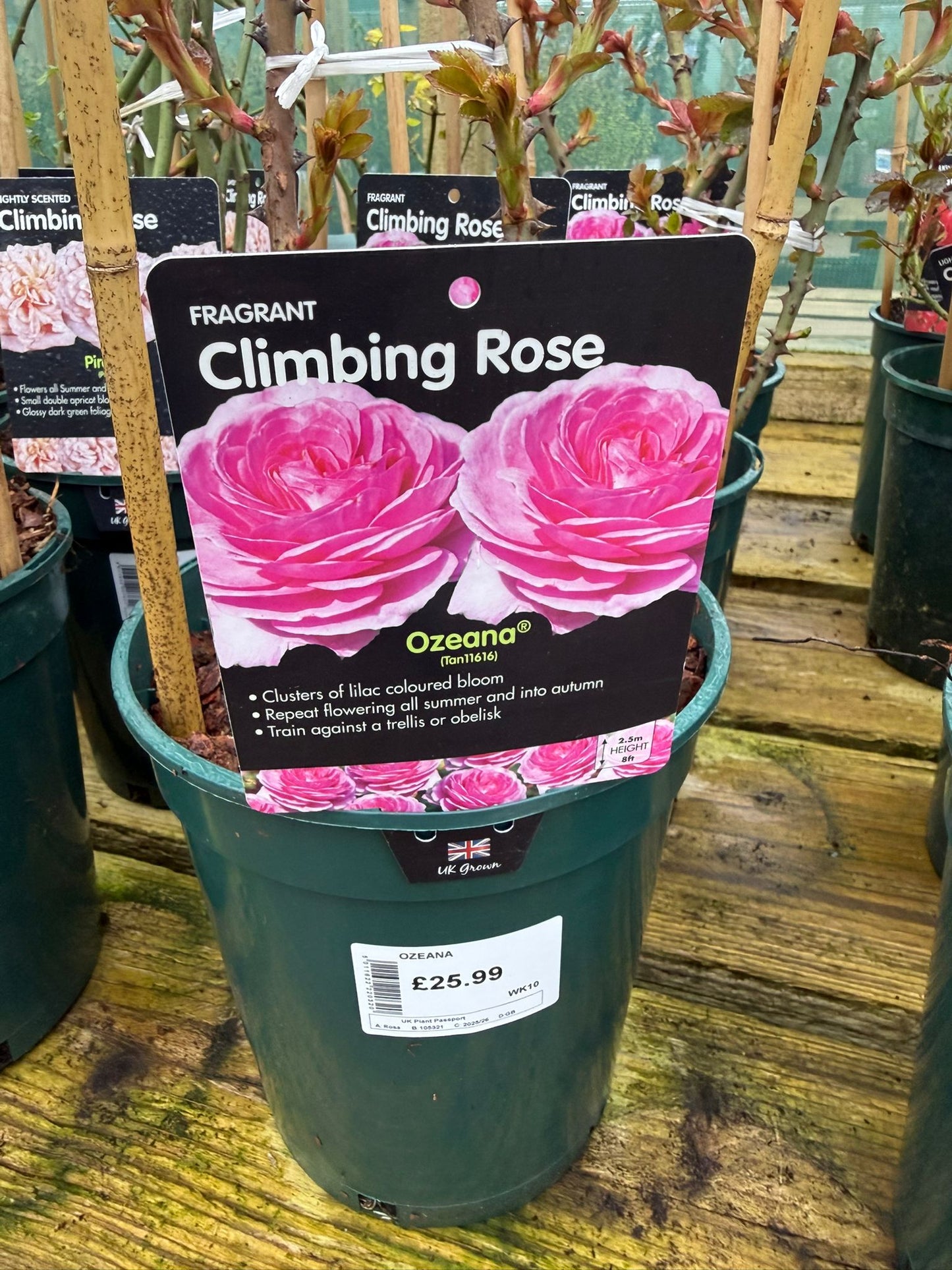 Climbing Rose - Ozeana