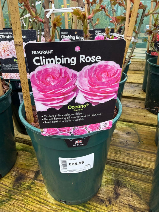 Climbing Rose - Ozeana