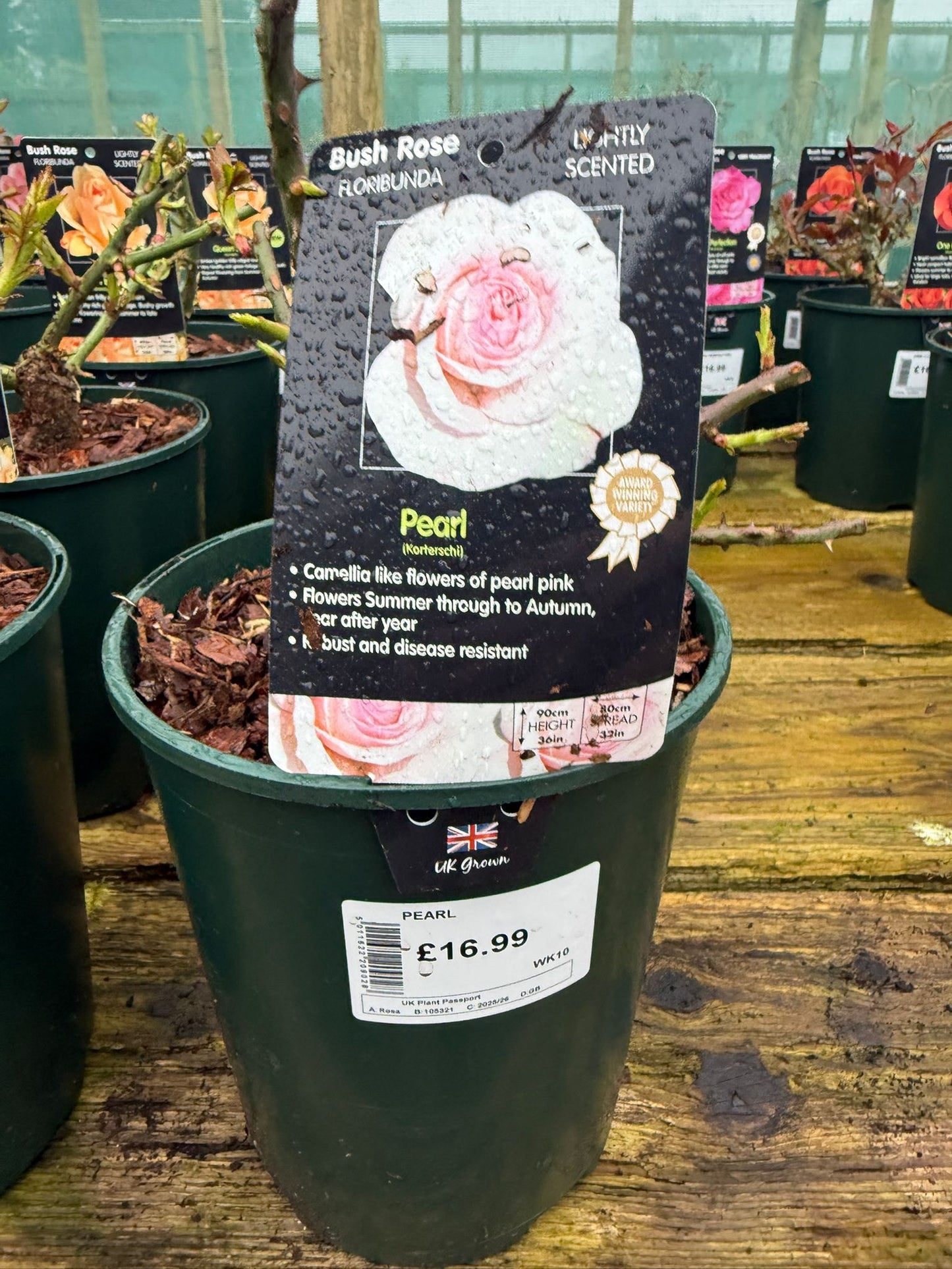Bush Rose - Pearl