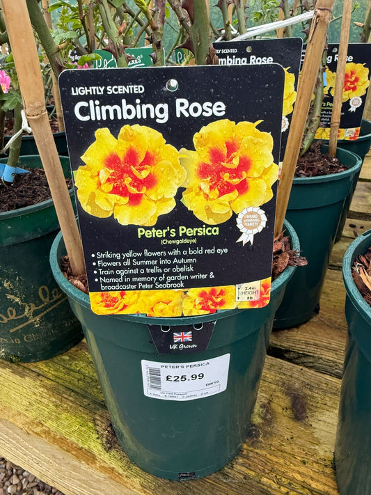 Climbing Rose - Peter's Persica