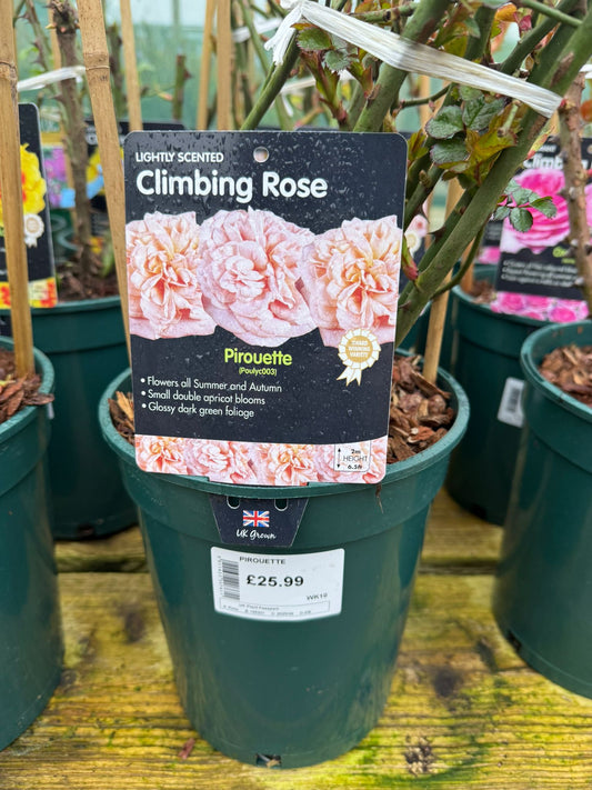 Climbing Rose - Pirouette
