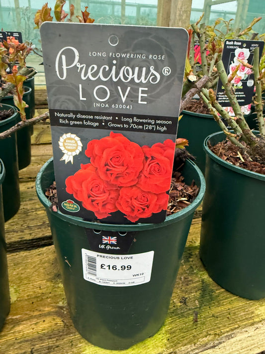 Bush Rose - Precious Love
