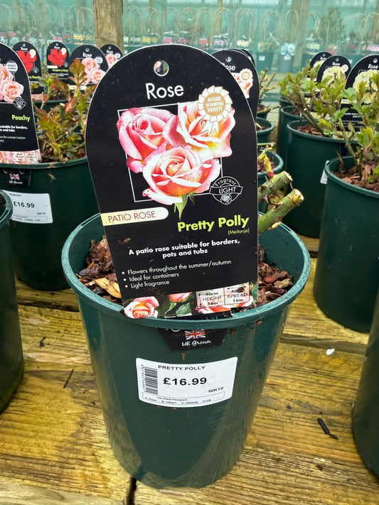 Patio Rose - Pretty Polly