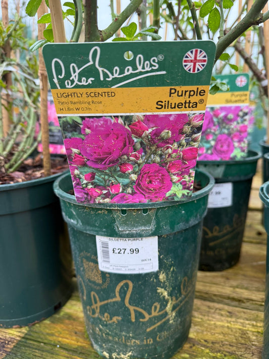Patio Rambling Rose - Purple Siluetta
