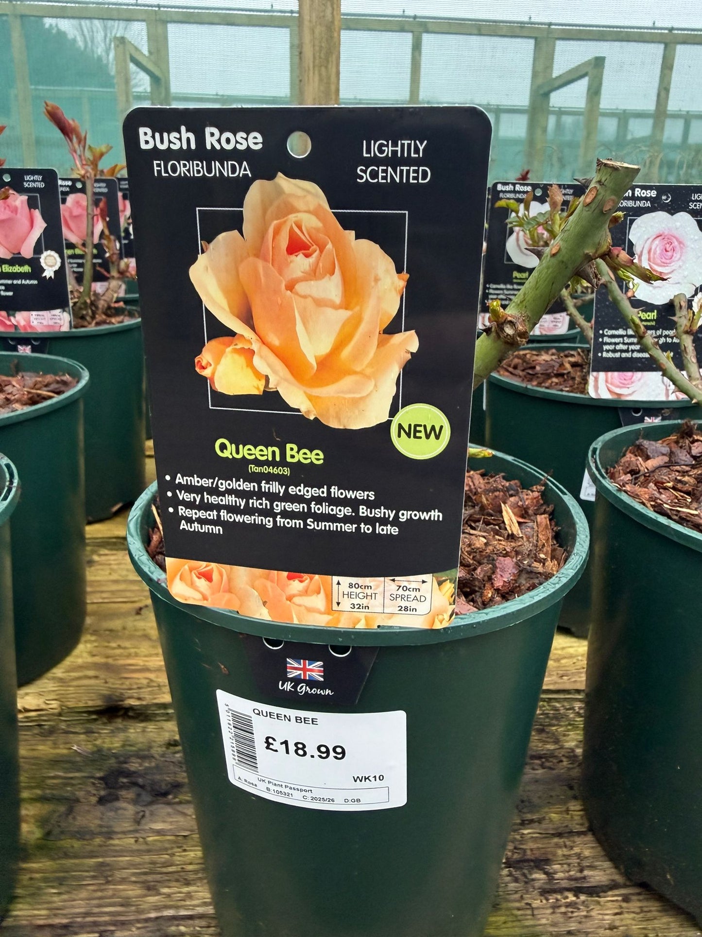 Bush Rose - Queen Bee