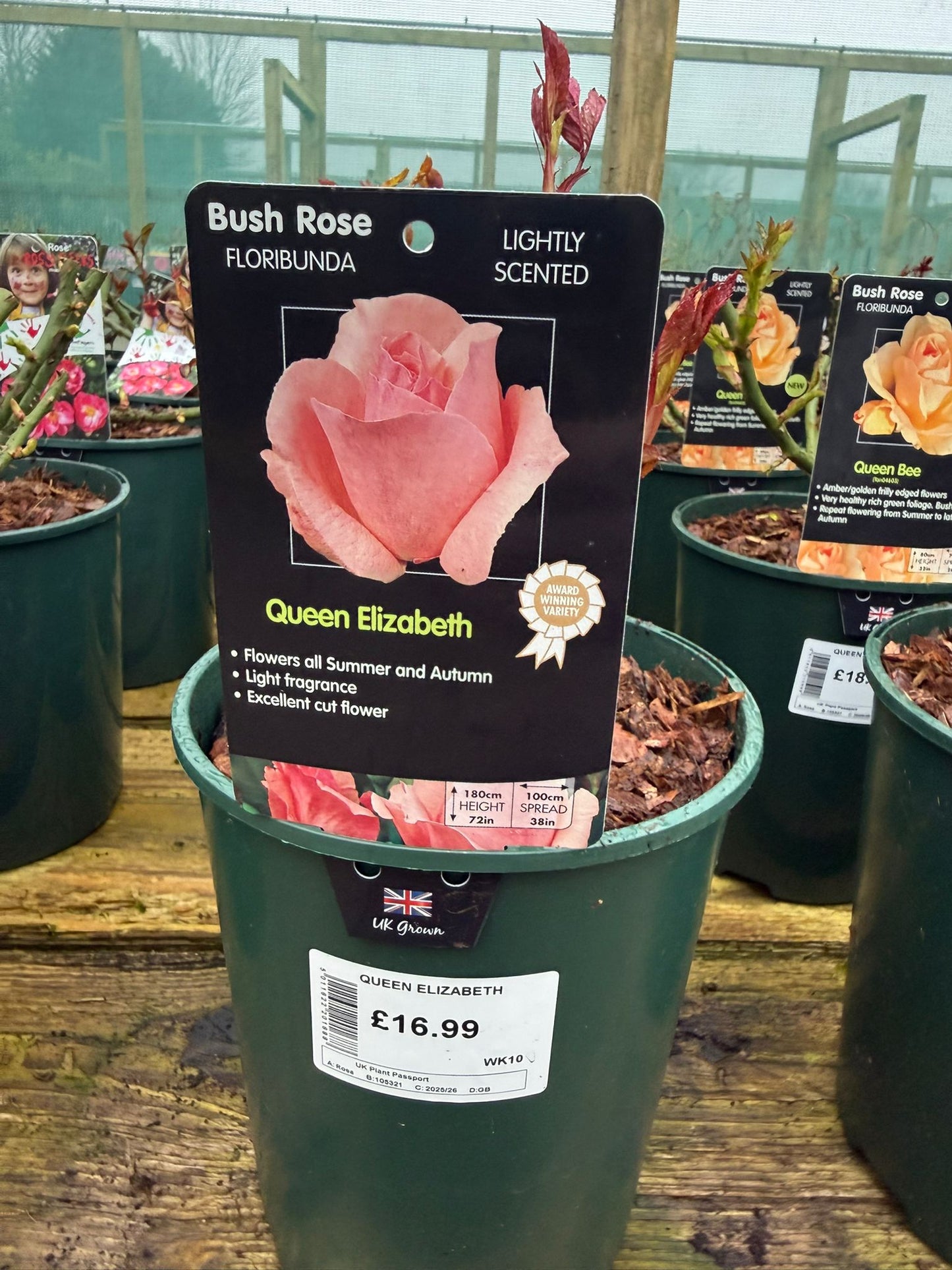 Bush Rose - Queen Elizabeth
