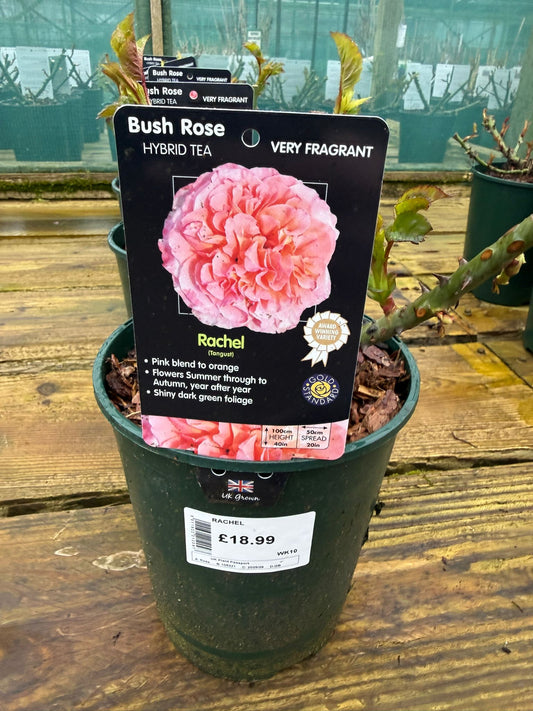 Bush Rose - Rachel