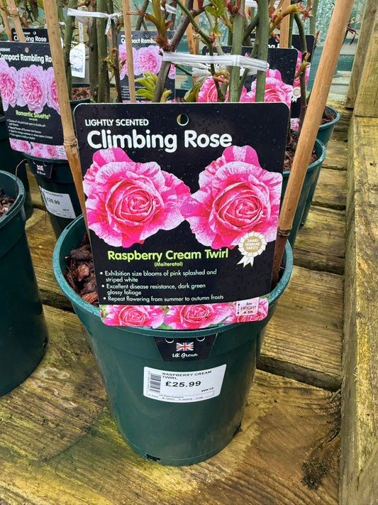 Climbing Rose - Raspberry Cream Twirl