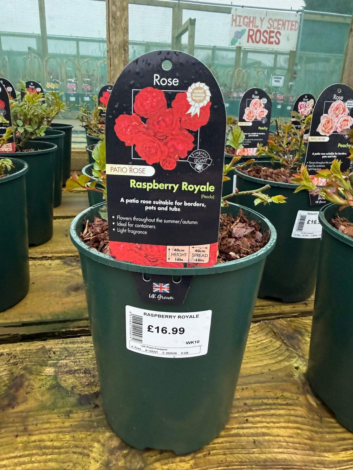 Patio Rose - Raspberry Royale