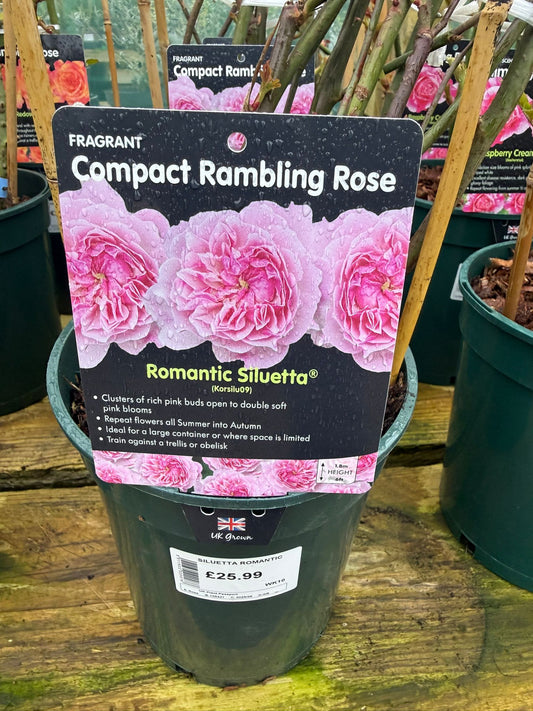 Compact Rambling Rose - Romantic Siluetta