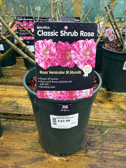 Shrub Rose - Rosa Versicolor (R.Mundi)