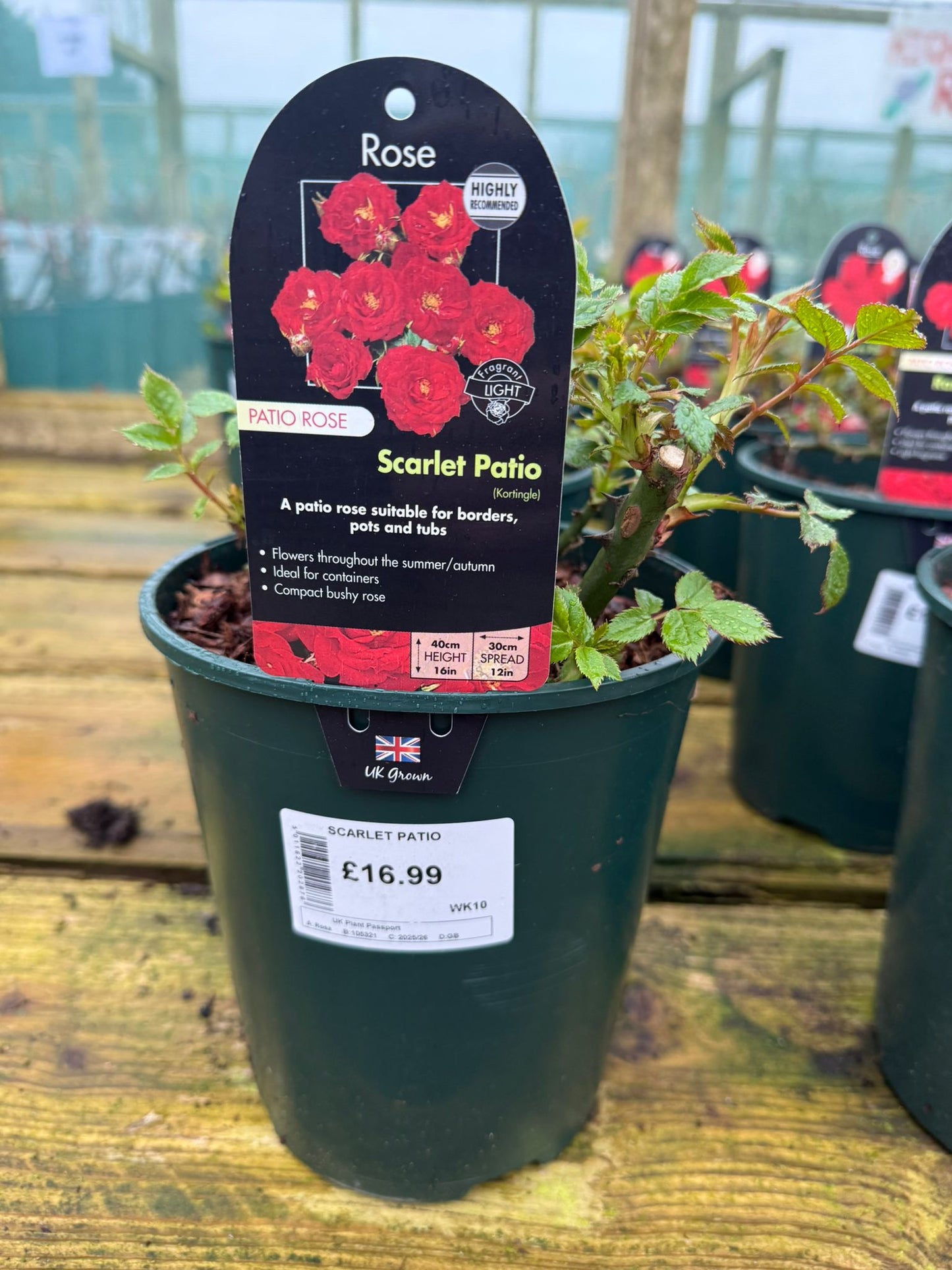 Patio Rose - Scarlet Patio